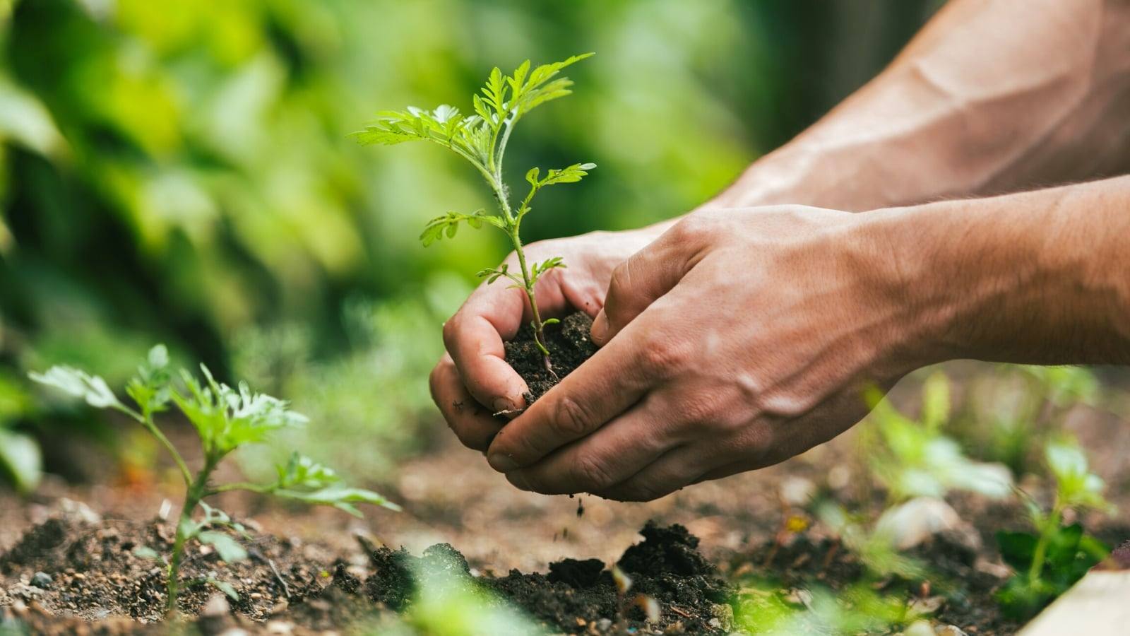 Hands planting seedlings in dark soil